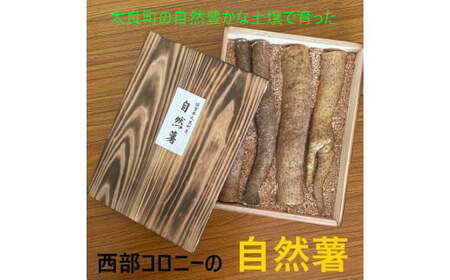 太良町産 自然薯[カット]約1kg(4〜5本) 木箱入り じねんじょ 長芋 山芋 とろろ 野菜 ねばねば 健康食品 美容効果 栄養たっぷり ギフトに最適 新鮮 国内産 高級根菜 美容 健康