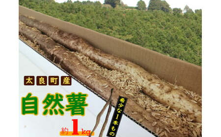 太良町産 自然薯[1本もの]約1kg(1〜2本)じねんじょ 長芋 山芋 とろろ 野菜 ねばねば 健康食品 美容効果 栄養たっぷり ギフトに最適 新鮮 国内産 高級根菜 美容 健康