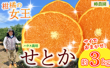 O-169 _̃nEXƂ 3kg(TCY܂) ݂ Ƃ ~J  ǂ݂ k t[c ʕ Z Â n AR[ }[Rbg IW  Y  Yn 