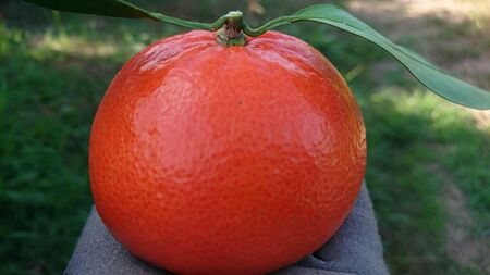 新宮みかん園 みはや 4kg(S~2L) みかん ミカン 蜜柑 完熟みかん 柑橘 柑橘類 ジューシー 甘い 完熟 甘熟 果物 フルーツ 佐賀県 太良町