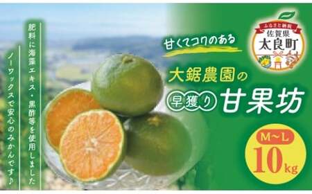 大鋸農園の早穫り甘果坊 10kg みかん 蜜柑 太良みかん 温州みかん 果物 フルーツ 甘い 早穫り 柑橘 ノーワックス 果実 くだもの 柑橘類 佐賀県 太良町OD10