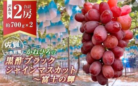 [訳あり]かねひろの黒酢ブラックシャインマスカット 富士の輝き 約700g × 2房 (合計:約1.4kg) [2026年9月上旬〜9月下旬発送予定] シャインマスカット ぶどう ブドウ ブラック 葡萄 フルーツ 果物 くだもの 訳あり わけあり 佐賀県 太良町