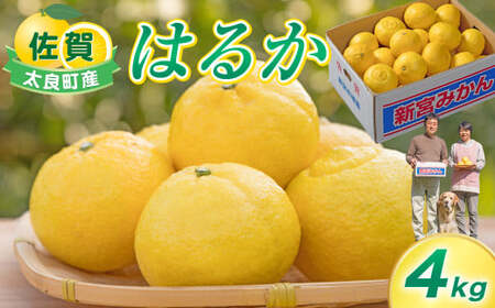 �V�{�݂��� �͂邩 4kg �y2026�N2����{�`6����{�����\��z �t���[�c �ʕ� ���k ���Y ������ �V�{�݂��� ���ꌧ ���ǒ� L57x1