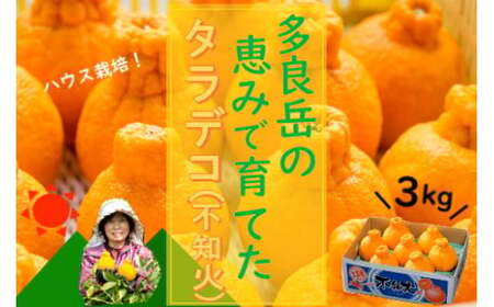 ���Ǌx�̌b�݂ň�Ă��^���f�R�i�s�m�΁j3kg �y2026�N3����{�`5�����{�����\��z ���ǒ� ���ǂ݂��� �݂��񉤍� �s�m�� ����ʂ� �n�E�X����ʂ� �f�R�|�� �ł��ۂ� �|���J�� �ۂ񂩂� ����