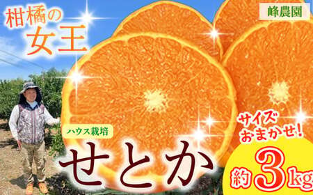 ���_���̃n�E�X���Ƃ� 3kg �i�T�C�Y���܂����j �y2026�N1�������������\��z �݂��� ���Ƃ� �~�J�� ���� ���ǂ݂��� ���k �t���[�c �ʕ� �Z�� �Â� ���n �A���R�[�� �}�[�R�b�g �I�����W ����