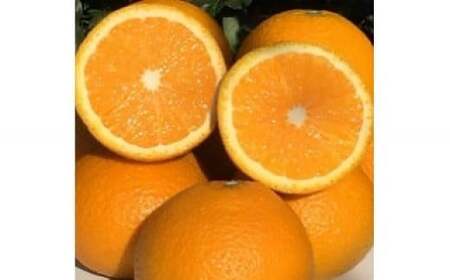 山本農園のスイートスプリング 8.5kg [2026年1月下旬〜3月下旬発送予定] NC7x1