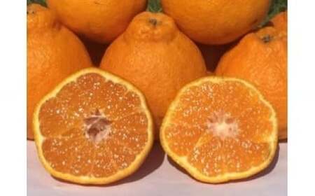 山本農園のおでこちゃん 4.5kg [2026年3月下旬〜4月下旬発送予定] NC11x1