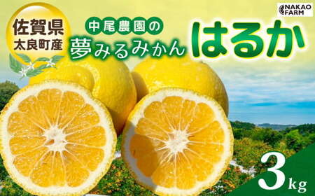 中尾農園の夢みるみかん はるか 3kg みかん ミカン 蜜柑 柑橘 フルーツ くだもの 果物 はるか 小玉 クレメンティン ビタミン豊富 国産 月の引力が見える町 さが 太良 夢見る おいしい 減農薬 濃厚 ギフト 贈答品 贈り物 佐賀県 太良町 MA13x1