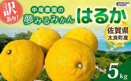 [訳あり]中尾農園の夢みるみかん はるか 5kg みかん ミカン 蜜柑 柑橘 フルーツ くだもの 果物 はるか 小玉 ビタミン豊富 国産 月の引力が見える町 さが 太良 夢見る おいしい 減農薬 濃厚 ギフト 贈答品 贈り物 佐賀県 太良町 N258x1