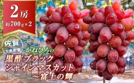 かねひろの黒酢ブラックシャインマスカット〜富士の輝き (計2房/約700g以上) [2026年9月中に順次発送予定] ブラックシャインマスカット 葡萄 ぶどう ブドウ 果物 くだもの フルーツ 国産フルーツ 佐賀県産 太良町産 佐賀県 太良町 PB11x1