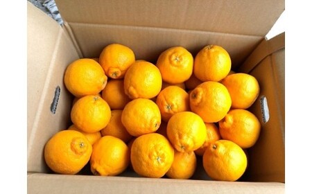 まちなが家族農園の小さな不知火 (しらぬい) 4.5kg [2026年4月下旬〜5月下旬まで順次発送予定] みかん ミカン 蜜柑 柑橘 たらみかん 太良 温州みかん 完熟 不知火 しらぬい デコポン でこぽん 国産 佐賀県産 太良町 こだわり 産地直送 贈答品 詰め合わせ 甘熟 極甘 佐賀県 太良町 L62x1