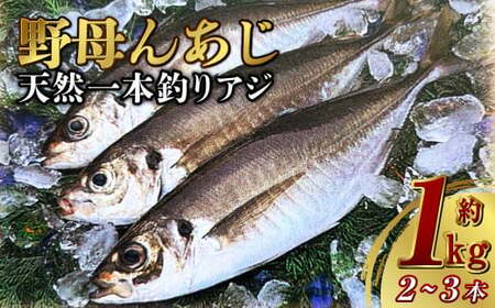 天然 一本釣り アジ[野母んあじ] 2〜3本 約1kg 鯵 あじ 刺身 焼き魚 鮮魚 海産物 魚介 お魚 長崎