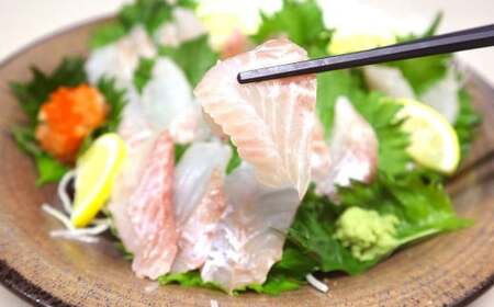 長崎の森で育てた『幻のクエ』 刺身用 5〜6人前(1kg〜2kg前後)/ 海鮮 魚介 刺身 クエ 鍋 高級魚 長崎県 長崎市