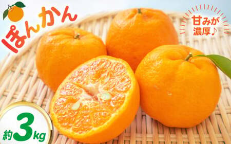 �|���J�� ��3kg ���k �݂��� �~�J�� ���� �ʕ� �t���[�c �f�U�[�g �y2026�N2����{�`3�����{�����\��z