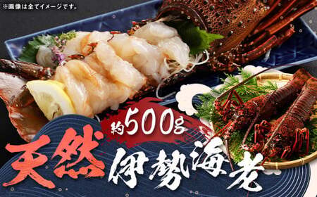 [指定日必須] 長崎の海で獲れた『天然伊勢海老』 約500g / 魚 魚介類 天然 伊勢海老 伊勢エビ イセエビ 海老 お刺身 湯引き 冷蔵 [2025年9月13日〜10月14日迄発送予定]