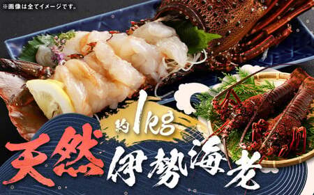 [指定日必須] 長崎の海で獲れた『天然伊勢海老』 約1kg / 魚 魚介類 天然 伊勢海老 イセエビ 海老 お刺身 湯引き 冷蔵 [2025年9月13日-10月14日迄発送予定]