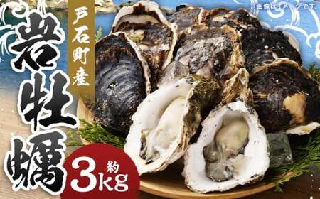 【指定日時必須】戸石町産 岩牡蠣 計約3kg（生食用／カキナイフ付き）【2025年5月8日～9月21日迄発送予定】 牡蠣 カキ イワガキ 生牡蠣