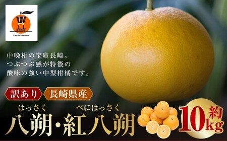[訳あり] 長崎県産 八朔 ・ 紅八朔 約10kg [2026年2月上旬〜3月上旬迄発送予定] / はっさく 紅はっさく 柑橘 柑橘類 みかん フルーツ 果物 くだもの 国産フルーツ 規格外品 訳アリ 訳あり 国産 長崎県 長崎市 常温