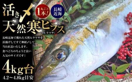 丸ごと1本! 長崎近海 活き〆 天然寒ヒラス (ヒラマサ) 4kg台 (4.2〜4.8kg目安) [2025年9月下旬〜2026年2月下旬迄発送予定] / ヒラス ヒラマサ 魚 さかな 魚介 魚介類 海鮮 鮮魚 長崎県産 国産 長崎県 長崎市 冷蔵