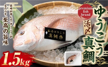 �y14�c�Ɠ��ȓ������z�ypremiumfishbrand�z �䂤�����^�� �i���Y�j ×1�� �i��1.5kg�j �^�� �^�� �}�_�C �܂��� �� �^�C ���� �䂤���� �u�����h�� �� �C�N ��B ���茧 ����s �①