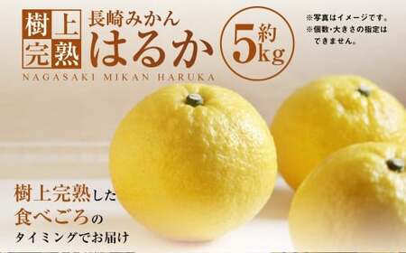 [樹上完熟]長崎みかん (はるか) 約5kg みかん フルーツ 果物 くだもの ミカン 蜜柑 長崎 [2026年2月上旬-3月下旬発送予定]