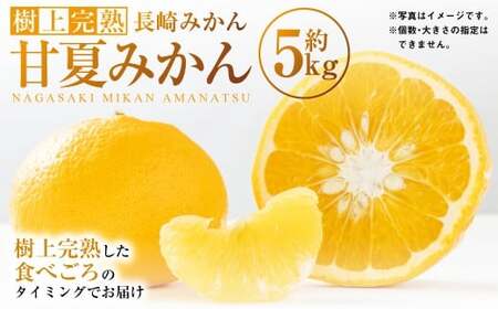 [樹上完熟]長崎みかん( 甘夏みかん )約5kg みかん フルーツ 甘夏 果物 くだもの ミカン 蜜柑 長崎 [2026年4月上旬-6月上旬発送予定]