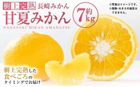 【樹上完熟】長崎みかん（ 甘夏みかん ）約7kg みかん フルーツ 甘夏 果物 くだもの ミカン 蜜柑 長崎 【2026年4月上旬-7月上旬発送予定】