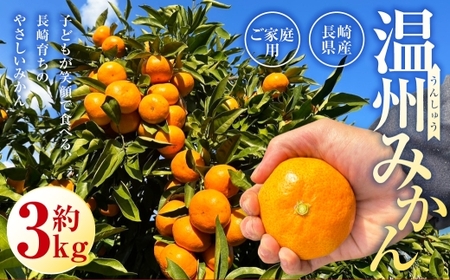 先行予約 長崎県産温州みかん ( ご家庭用 ) 約3kg / アフター保証 フルーツ 蜜柑 国産 長崎県産 柑橘系 くだもの 果物 [2026年11月上旬〜12月下旬発送予定]