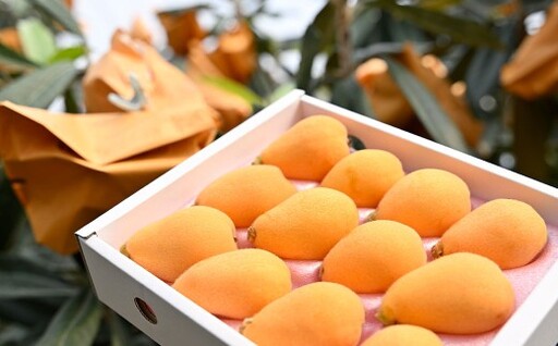 長崎市産びわ500g L玉サイズ(12個入) 贈答用箱入り [2026年4月下旬〜5月下旬発送予定] びわ ビワ 果物 くだもの フルーツ 国産 国産フルーツ 常温 長崎県 長崎市