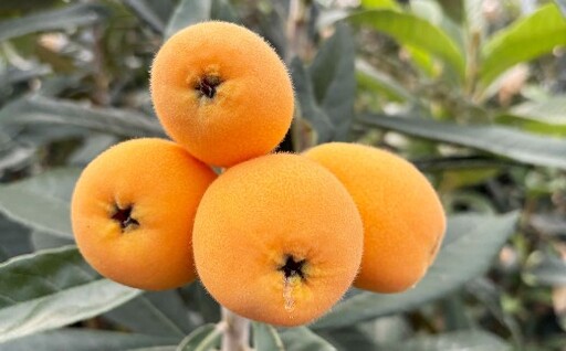 長崎市産びわ 1kg 24個入 [2026年4月下旬〜5月下旬発送予定] びわ ビワ 果物 くだもの フルーツ 国産 国産フルーツ 常温 長崎県 長崎市