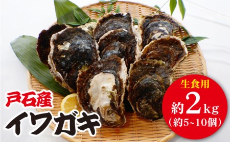 生食用 岩牡蠣 約2kg[到着日・受取時間指定必須]長崎市/たちばな漁業協同組合 