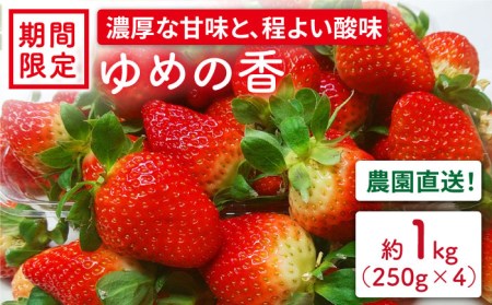 長崎県産 いちご ゆめの香 約1kg(250g×4パック)[和農園] [LGJ001] いちご イチゴ 苺 フルーツ いちご 果物 長崎 いちご 苺 イチゴ 小分け 1kg いちご 苺