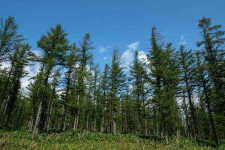 AB-1001 新得町有林の植林オーナー　苗木100本分