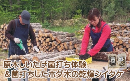 AL-3402 原木シイタケの菌打ち体験＆自分で菌打ちしたホダ木から採れた乾燥シイタケ