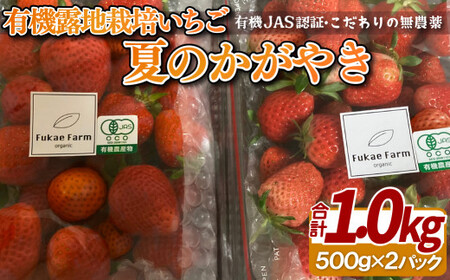 有機露地栽培いちご「夏のかがやき」1kg