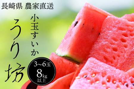 BH078 ynEX͔|zOct@[璼IʃXCJ V 8kg [茧 s]