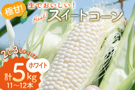 AI206[令和8年度出荷分]とうもろこし スイートコーン ホワイト 2L~3Lサイズ 11本~12本 計5kg [ トウモロコシ コーン ホワイトコーン 野菜 5キロ さかいさんち SAKAI FARM 長崎県 島原市 ]