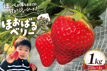 AI377 y2025N12Jnz ق΂x[  1kg 250g 4pbN [茧 s]