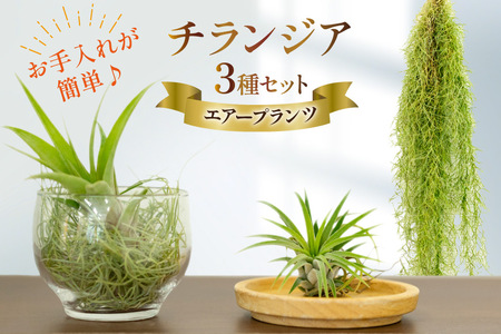 AI177 チランジア 3種 セット [ 観葉植物 インテリア エアープランツ エアプランツ フレクスオーサ イオナンタ スパニッシュモス お試し 植物 ガーデン グリーン 北尾洋蘭園 長崎県 島原市 ]