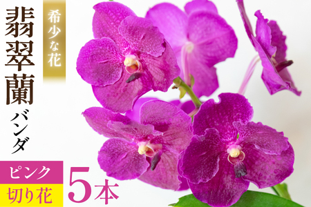 希少な花「華やかな恋」の予感 翡翠蘭(バンダ) 切り花 5本 セット ピンク [ 植物 花 ガーデン 希少 インテリア かわいい 個性的 北尾洋蘭園 長崎県 島原市 ]