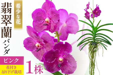 希少な花 心躍る「華やかな恋」の予感 翡翠蘭(バンダ)1株 花付き ピンク [ 植物 花 ガーデン 希少 インテリア かわいい 個性的 北尾洋蘭園 長崎県 島原市 ]