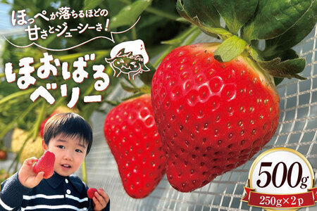 AJ437 y2025N12Jnz  ق΂x[  500g ( 250g 2pbN ) [  C`S 500g Â ܂  uh t[c ʕ oc_~ 茧 s ]