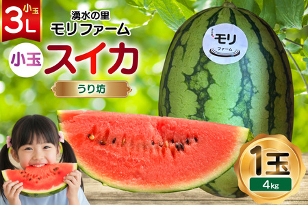 AJ460 yߘa8Nxoוz N̗ t@[ ʃXCJ V 3L 4kg 1 [ s\ ʌ  V XCJ Z t[c ʕ  茧 s ]