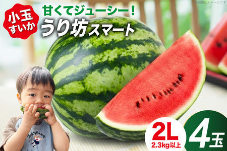 [令和8年度出荷分] まるき農園 うり坊スマート 2Lサイズ(2.3-2.8kg) 4玉 [ スイカ すいか 西瓜 小玉 小玉スイカ うり坊 ウリ坊 うりぼう ウリボー まるき農園 長崎県 島原市]