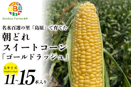 BE279[令和8年度出荷分]5月下旬から出荷! 朝どれ スイートコーン L×11〜15本セット (4.5kg入) 〜名水百選の里 島原産〜