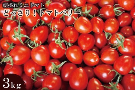 朝採れミニトマト トマトベリー どっさり!3kg [ 長崎県 島原市 ]