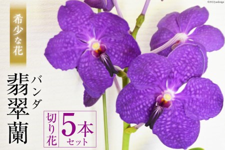 AG052希少な花 「華やかな恋」の予感 翡翠蘭(バンダ) 切り花5本セット