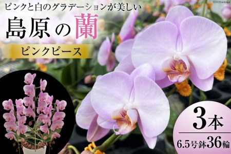 AG143ピンクと白のグラデーションが美しい 島原の"蘭"ピンクピース 3本立6.5号鉢36輪