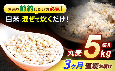 y3ցz茧Y ۔ 5kg /  ނ G G ͂  ݂ H@ / |s / LЈɓ [AHBU014]