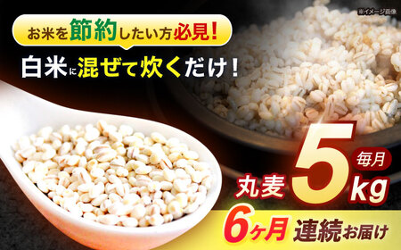 y6ցz茧Y ۔ 5kg /  ނ G G ͂  ݂ H@ / |s / LЈɓ [AHBU015]